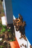 пчеларства - 23557 новини
