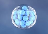 мезенхимни стволови клетки - 41713 вида